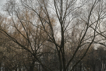 Fototapeta na wymiar A flock of crows over trees