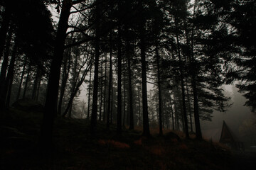 Norway mystic forest dark and