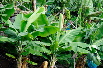 small banana plantation on madeira