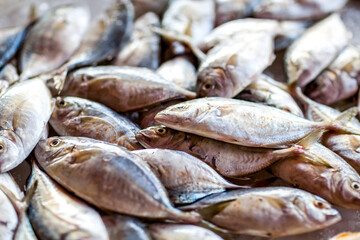 Fresh fish at the seafood market. Fish on the market stalls