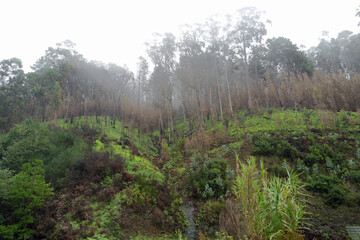 scenic green landscape on madeira island