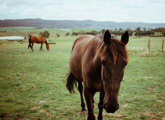 Fototapeta premium Horse grazing in the farm