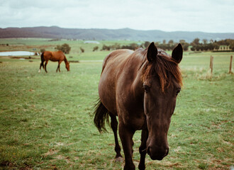 Fototapeta na wymiar Horse grazing in the farm