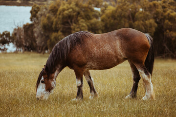 Obraz premium Horse grazing in the farm