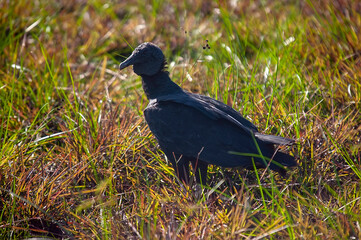 Urubu-de-cabeça-preta (Coragyps atratus) | Black Vulture