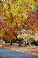 Suburb driveways with autumn leaves in Bendigo
