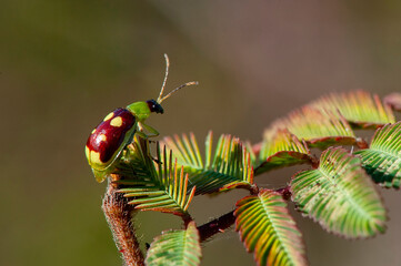 Besouro Diabrotica (Diabrotica sinuata) | Cucumber beetles