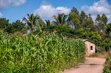 Fototapeta na wymiar Plantação de milho (Zea sp.) | Corn plantation Zea sp.