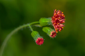 Algod&atilde;o-de-Pre&aacute; (Emilia fosbergii) | Red Tasselflower