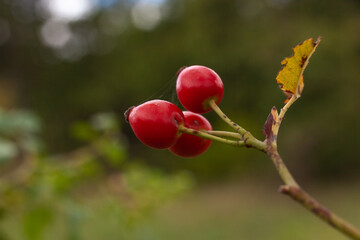 Close up of Fruits of rose hip