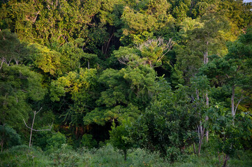 Floresta (paisagem) | Forest Landscape