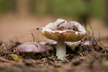 Mushrooms on the ground with needles of an autumn forest.