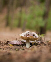 Mushrooms on the ground with needles of an autumn forest.