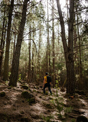 Fototapeta premium White man hiking through the forest in autumn.