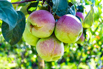 Photography on theme beautiful fruit branch apple tree