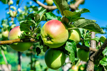 Photography on theme beautiful fruit branch apple tree