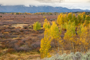 Fototapeta premium Fall colors near Grand Teton National Park. USA.