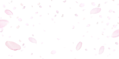 桜の花びら イラスト素材 - obrazy, fototapety, plakaty
