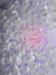 Chrysanthemum close-up. White flower with pink and purple tint