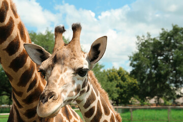 Beautiful spotted African giraffes in safari park