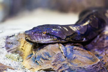 Reticulated python snake. Reptile and reptiles. Amphibian and Amphibians. Tropical fauna. Wildlife and zoology.
