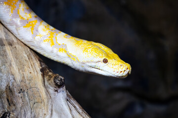 Burmese python snake. Reptile and reptiles. Amphibian and Amphibians. Tropical fauna. Wildlife and zoology.