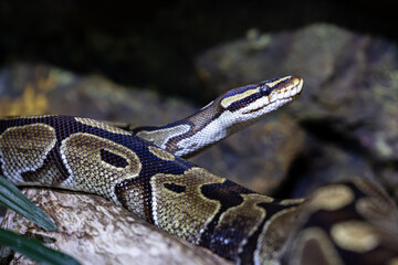 Ball python snake. Reptile and reptiles. Amphibian and Amphibians. Tropical fauna. Wildlife and zoology.