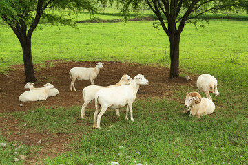 Obraz premium Beautiful white sheep on green lawn in safari park