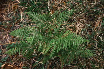 Green fern leaves on a sunny summer day. Beautiful textured fern leaves in autumn. Green branches of a fern in the forest. Fern plants on the background of the forest.