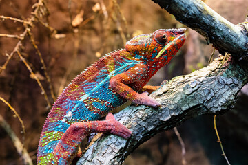 Reunion chameleon. Reptile and reptiles. Amphibian and Amphibians. Tropical fauna. Wildlife and zoology.