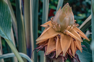 Close-up of a blooming flower