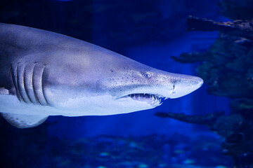 Shark in the water. Aquatic creature. Water world. Sea, ocean, lake and river fauna. Zoo and...