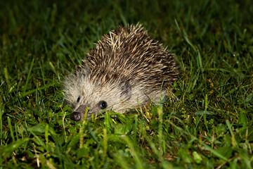 European hedgehog. Mammal and mammals. Land world and fauna.