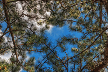 Pine branches against a blue cloudy sky. Branches of an evergreen tree against a blue sky with white clouds.
