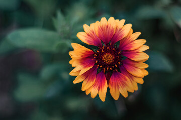 A beautiful, bright yellow garden perennial flower Gaillardia (Latin Gaillardia) with a red core. Selective focus.
