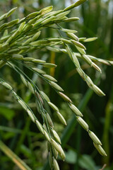 rice grain shape and texture