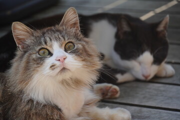 《宮城県》仲良く休憩をしている二匹の猫