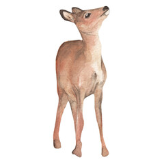 Watercolor cute forest animals.Deer. Hand-painted woodland wildlife.