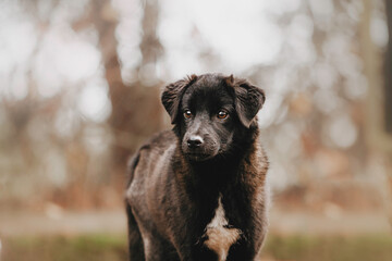 black labrador retriever