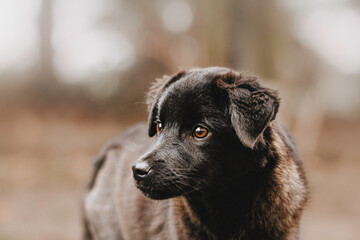 portrait of a black dog