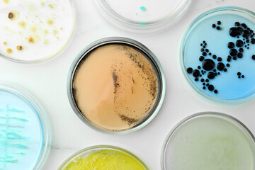 Petri dishes with different bacteria colonies on white marble table, flat lay