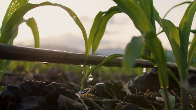 Water drips into soil from drip tape, agriculture drip irrigation system in corn sapling plantation with sun shines in evening, low angle, agricultural technology and saving water