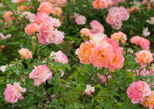 pink blooming rose plant in rural areas © akif