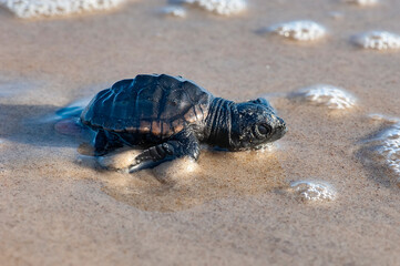 Filhote de Tartaruga-cabeçuda (Caretta caretta) | Loggerhead Turtle baby