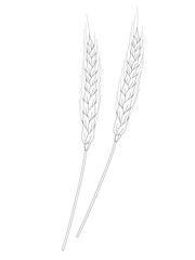 Spikelets of wheat. Sprigs of grain. Three spikelets. Vector image.