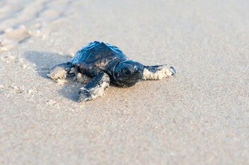 Tartaruga-cabeçuda (Caretta caretta) | Loggerhead Turtle