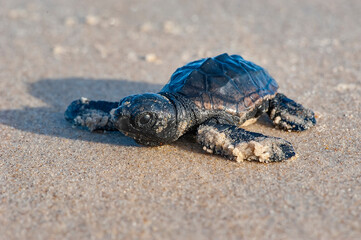 Filhote de Tartaruga-cabeçuda (Caretta caretta) | Loggerhead Turtle baby