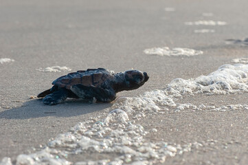 Filhote de Tartaruga-cabeçuda (Caretta caretta) | Loggerhead Turtle baby