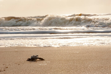Filhote de Tartaruga-cabeçuda (Caretta caretta) | Loggerhead Turtle baby