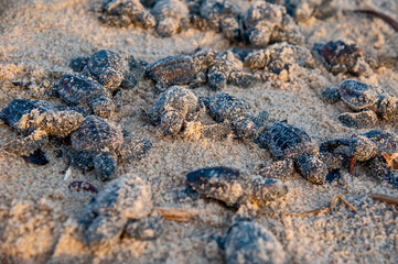 Filhote de Tartaruga-cabeçuda (Caretta caretta) | Loggerhead Turtle baby